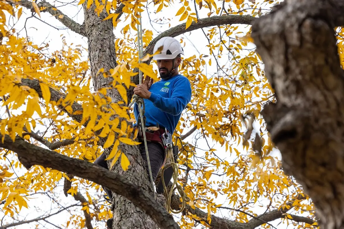 Skilled Storm Damage Cleanup crew working in Willard
