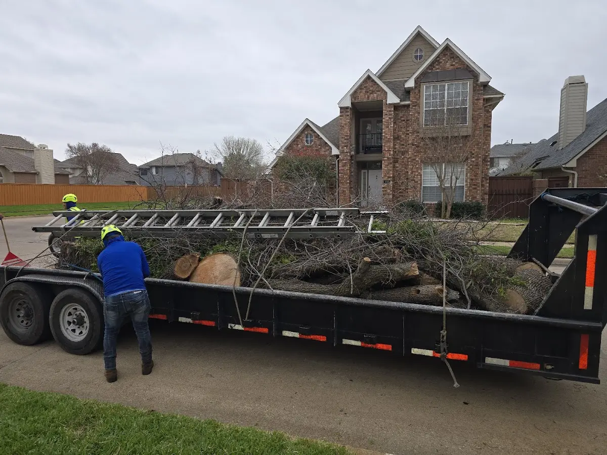Expert Tree Removal with proper safety equipment in Willard